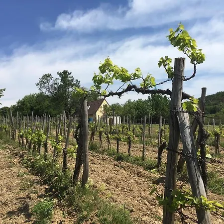 In Vineyard בית נופש Dörgicse