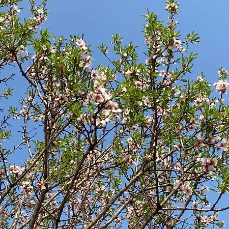 In Vineyard * Dörgicse