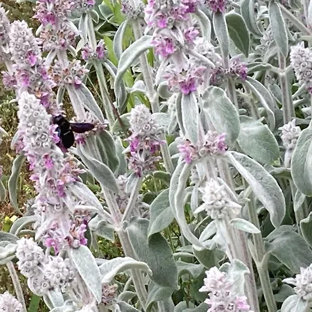 In Vineyard 度假居 Dörgicse