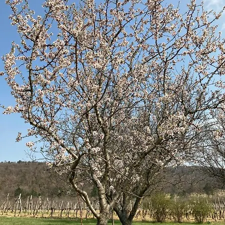 In Vineyard 度假居