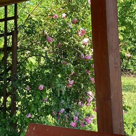 In Vineyard * Dörgicse