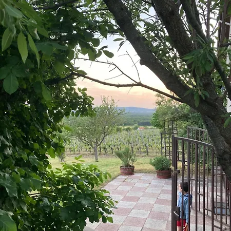 In Vineyard Dörgicse