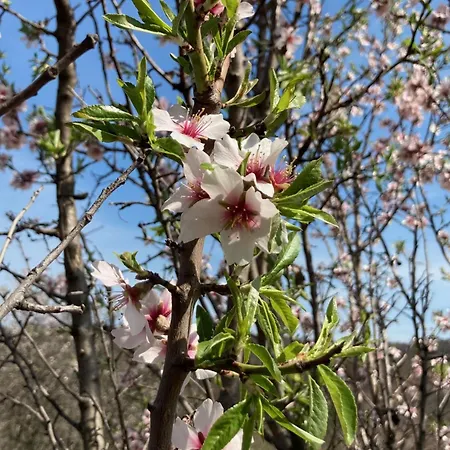 In Vineyard Dörgicse