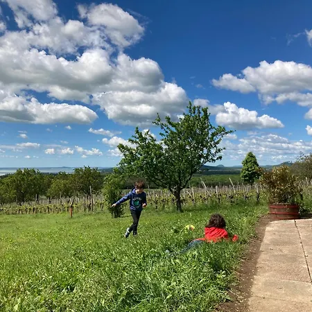 In Vineyard * Dörgicse
