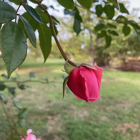 In Vineyard * Dörgicse