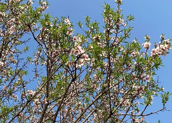 In Vineyard * Dorgicse