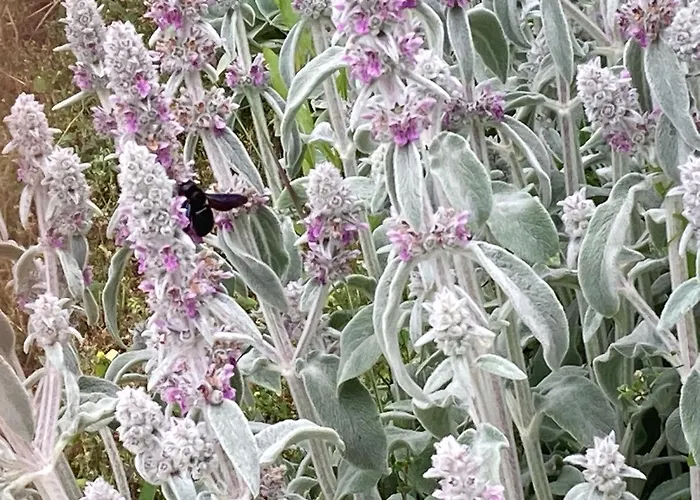 In Vineyard בית נופש Dörgicse