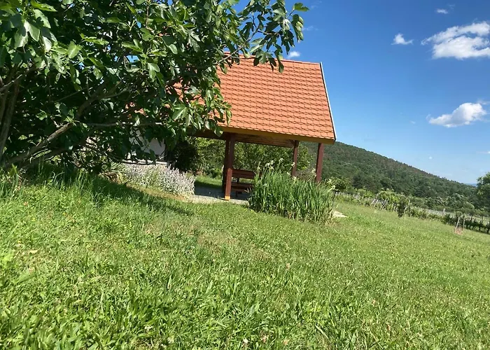 In Vineyard *