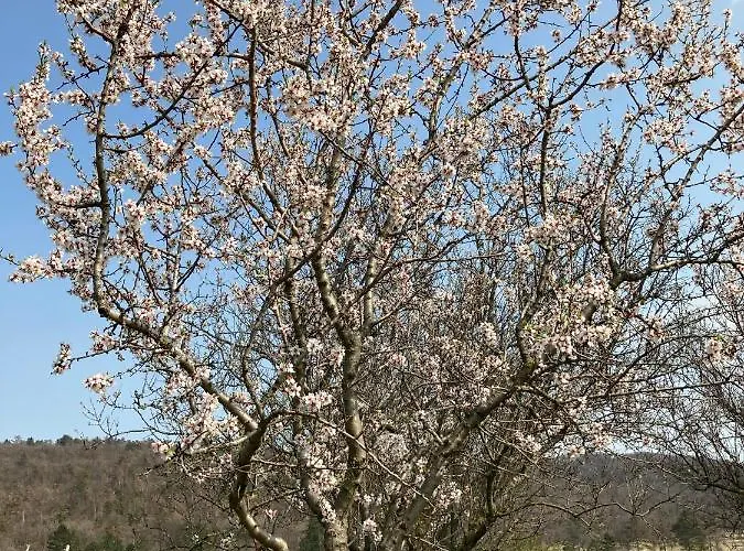 In Vineyard בית נופש