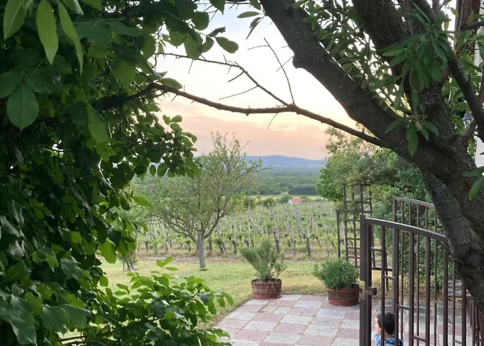 In Vineyard Dörgicse