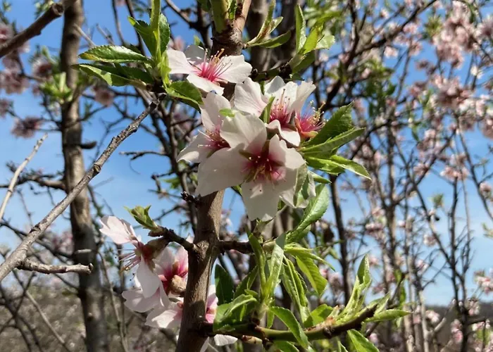 In Vineyard Dörgicse