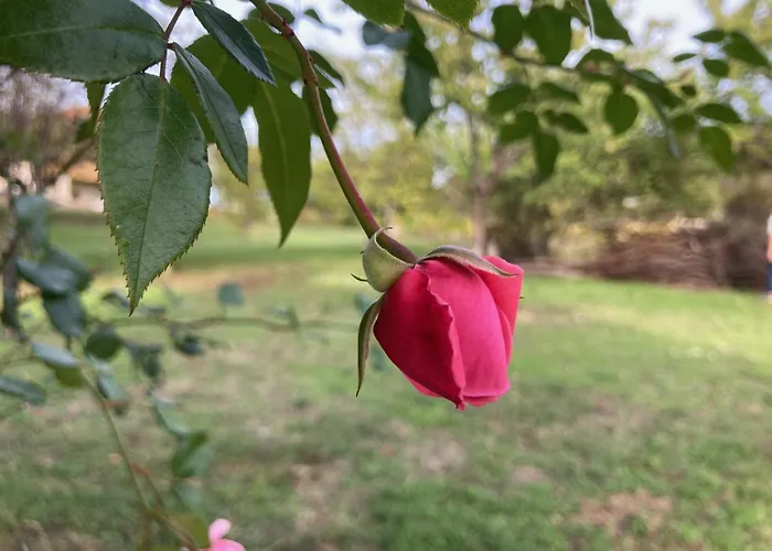 In Vineyard * Dörgicse